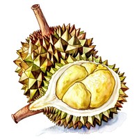 Tropical fruit illustration with spikes.