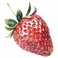 Vibrant watercolor strawberry illustration