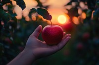 A hand holding a red apple against a sunset in an orchard fruit background produce.