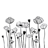 Poppy flower field drawing illustration flowers.