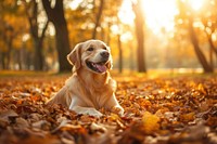 Golden Retriever dog playing in autumn leaves at the park retriever golden happy.