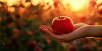 Holding a red apple against a sunset in an orchard during autumn produce holding fruit.