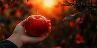 Holding a red apple against a sunset in an orchard during autumn produce holding fruit.