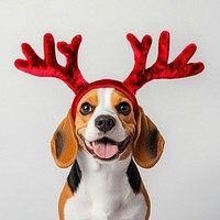 Beagle dog dog wearing a red deer antlers headband on head christmas costume happy.