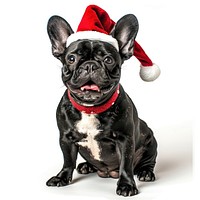 Black french bulldog dog wearing a santa hat canine cute pet.