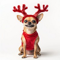 Chihuahua dog dog wearing a red deer antlers headband on head christmas costume cute.