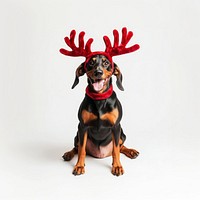 Dobermanndog wearing a red deer antlers headband on head christmas costume pet.