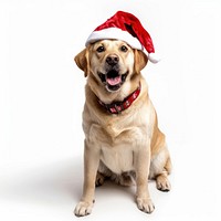 Labrador retriever dog wearing a santa hat canine cute pet.