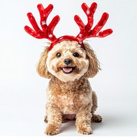 Maltipoo dog dog wearing a red deer antlers headband on head christmas costume puppy.