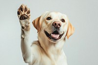 Labrador dog smiles and high-fives pet labrador animal.