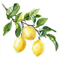 Lemon tree branch lemons watercolor fruit.