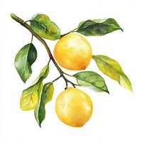 Lemon tree branch lemons watercolor fruit.