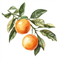 Orange tree branch oranges watercolor fruit.