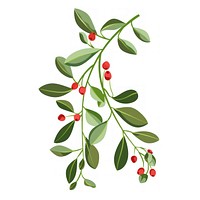 Christmas mistletoe illustration leaves plant.