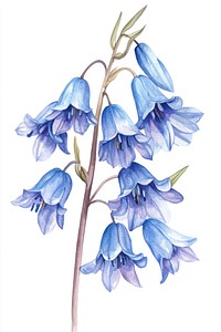 Elegant bluebell watercolor illustration