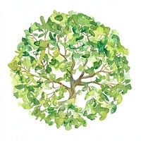 Tree leaves leaf illustration.