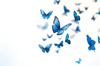 Blue butterflies in flight