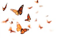 Monarch butterflies in flight