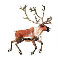 A jumping brown caribou illustration watercolor wildlife.