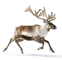 A caribou in mid-run wildlife antlers animal.