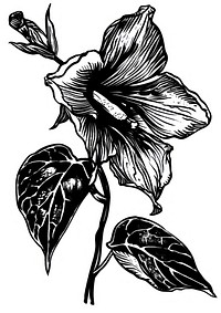 Detailed black and white flower illustration