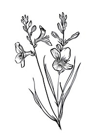 Elegant botanical line art illustration