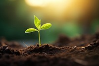 Young plant sprout soil outdoors sunlight.