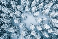 A snow-covered forest in the winter trees landscape nature.