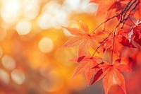 Beautiful autumn background with red maple leaves and blurred bokeh light leaf sunlight nature.