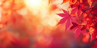 Beautiful autumn background with red maple leaves and blurred sunlight in the morning leaf seasonal scenery.