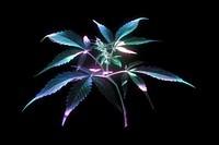 Cannabis plant weed leaf.