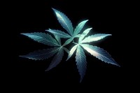 Cannabis background leaves black.