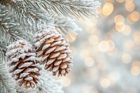 Frosty tree branches with pine cones nature background christmas.