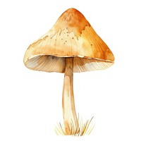 Watercolor illustration of mushroom fungus fungi hand-painted.