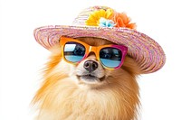 Stylish dog wearing colorful accessories