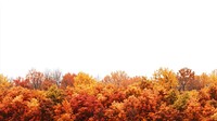 Real maple forest autumn outdoors scenery.