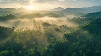 Foggy rain forest hills vegetation rainforest landscape.