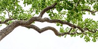 Real oak tree branch leaves leaf environment.