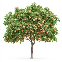 Real peach tree peaches fruit fruit-bearing.