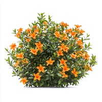 Real orange flower bushes flowers plant orange flowers.