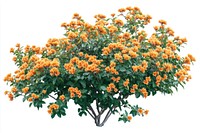 Real orange flower bushes flowers plant orange flowers.