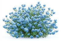 Light blue flower bushes flowers plant blue flowers.