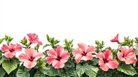 Real hibiscus bushes background flowers border.