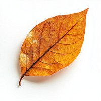 Real Autumn leaf background autumn white.