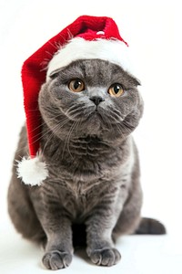 Scottish fold cat wearing a santa hat animal pet christmas.