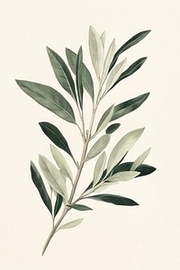 Olive plant illustration botanical leaves.