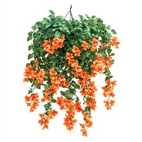 Real hanging flower bushes flowers orange plant.