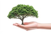 Hand holding miniature tree growth