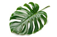 Tropical monstera leaf on white