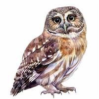 Watercolor owl illustration art